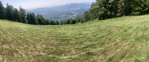 IMG_7916.jpeg