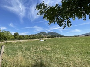 IMG_2390.jpeg